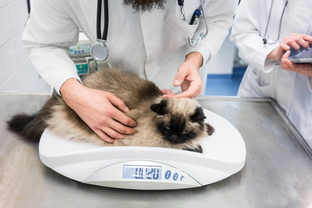 Veterinary Equipment List: A Comprehensive Guide for Animal Care Professionals