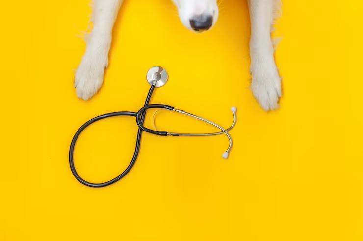 Top Best 10 Stethoscope Veterinary 2024