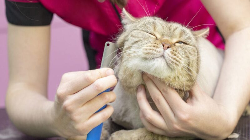A Perfect Direct-to-Cat Prepping: Tips and Methods for a Well-Groomed Cat Friend
